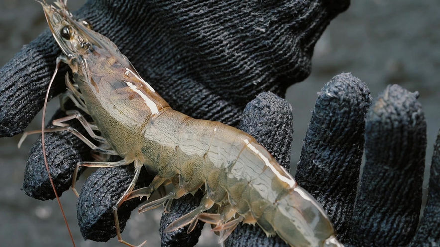 TEXASGULFSEAFOOD-SHORTFORM-SHRIMP-FINALCUT-38